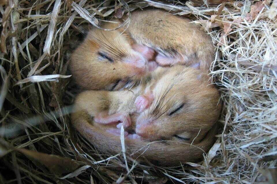 2 sleepy dormice (1)