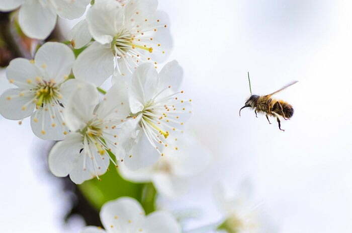 10TH JULY IS DON'T STEP ON A BEE DAY...