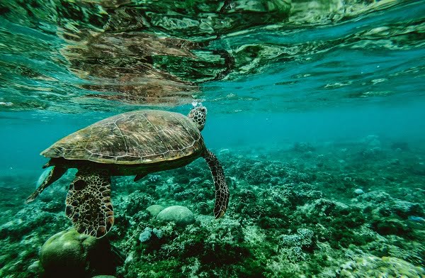 UK Businesses and Investors back World Oceans Day and National Environment Day