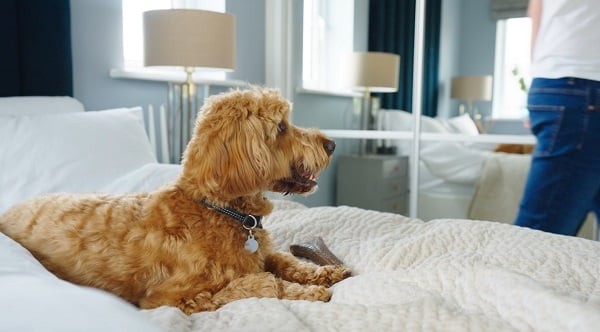 home-staging_01 Wintringham Development Paw-Fect For Furry Friends