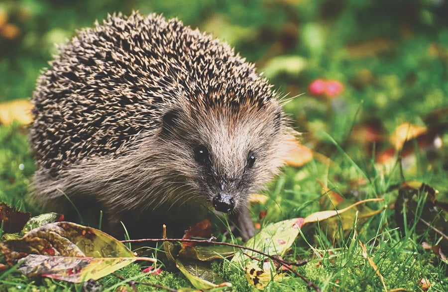 Construction giant Jewson pledges to help hedgehogs